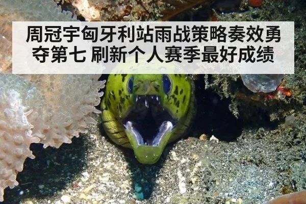 周冠宇匈牙利站雨战策略奏效勇夺第七 刷新个人赛季最好成绩